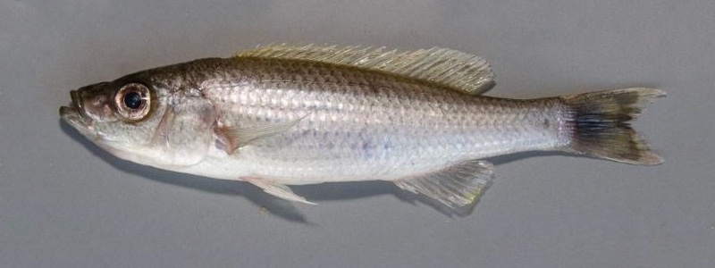 Diplotaxodon limnothrissa 'Nkhata Bay'
